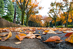 駒沢公園の紅葉,駒沢公園,世田谷区,目黒区,公園,落ち葉,紅葉,自然,植物,木々,秋,オレンジ,黄色,季語,japan,autumn,駒沢オリンピック公園,総合運動場