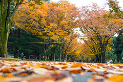 駒沢公園の紅葉,駒沢公園,世田谷区,目黒区,公園,落ち葉,紅葉,自然,植物,木々,秋,オレンジ,黄色,季語,japan,autumn,駒沢オリンピック公園,総合運動場