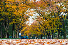 駒沢公園の紅葉,駒沢公園,世田谷区,目黒区,公園,落ち葉,紅葉,自然,植物,木々,秋,オレンジ,黄色,季語,japan,autumn,駒沢オリンピック公園,総合運動場