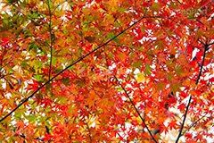 赤、黄、緑が綺麗なもみじ,グラデーション,もみじ,真っ赤,色づく,紅葉,自然,植物,木々,秋,赤,季語,草木,japan,autumn,gradation