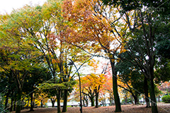駒沢公園の紅葉,駒沢公園,世田谷区,目黒区,公園,落ち葉,紅葉,自然,植物,木々,秋,オレンジ,黄色,季語,japan,autumn,駒沢オリンピック公園,総合運動場