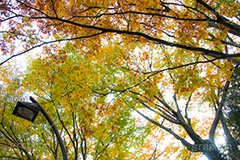 駒沢公園の紅葉,駒沢公園,世田谷区,目黒区,公園,落ち葉,紅葉,自然,植物,木々,秋,オレンジ,黄色,季語,japan,autumn,駒沢オリンピック公園,総合運動場