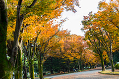 駒沢公園の紅葉,駒沢公園,世田谷区,目黒区,公園,落ち葉,紅葉,自然,植物,木々,秋,オレンジ,黄色,季語,japan,autumn,駒沢オリンピック公園,総合運動場