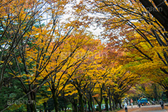 駒沢公園の紅葉,駒沢公園,世田谷区,目黒区,公園,落ち葉,紅葉,自然,植物,木々,秋,オレンジ,黄色,季語,japan,autumn,駒沢オリンピック公園,総合運動場