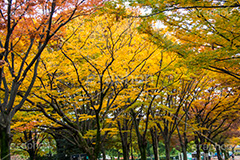 駒沢公園の紅葉,駒沢公園,世田谷区,目黒区,公園,落ち葉,紅葉,自然,植物,木々,秋,オレンジ,黄色,季語,japan,autumn,駒沢オリンピック公園,総合運動場