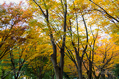 駒沢公園の紅葉,駒沢公園,世田谷区,目黒区,公園,落ち葉,紅葉,自然,植物,木々,秋,オレンジ,黄色,季語,japan,autumn,駒沢オリンピック公園,総合運動場
