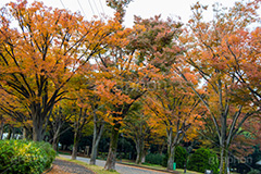 駒沢公園の紅葉,駒沢公園,世田谷区,目黒区,公園,落ち葉,紅葉,自然,植物,木々,秋,オレンジ,黄色,季語,japan,autumn,駒沢オリンピック公園,総合運動場