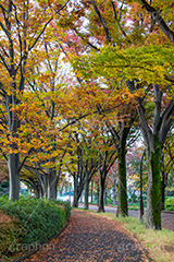 駒沢公園の紅葉,駒沢公園,世田谷区,目黒区,公園,落ち葉,紅葉,自然,植物,木々,秋,オレンジ,黄色,季語,japan,autumn,駒沢オリンピック公園,総合運動場
