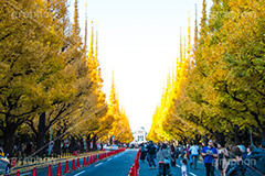 神宮外苑イチョウ並木,神宮外苑,イチョウ並木,紅葉,イチョウ,いちょう,銀杏,こうよう,もみじ,モミジ,紅葉狩り,黄葉,落葉広葉樹,カエデ科,秋,季語,落ち葉,外苑前,港区,japan,autumn