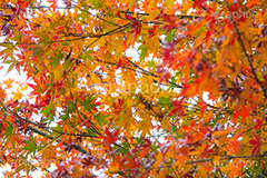 赤、黄、緑が綺麗なもみじ,グラデーション,もみじ,真っ赤,色づく,紅葉,自然,植物,木々,秋,赤,季語,草木,japan,autumn,gradation