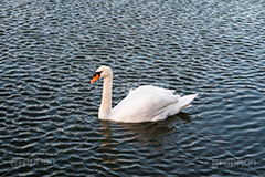 白鳥,鳥,野鳥,とり,優雅,池,泳ぐ,水面,渡り鳥,カモ科,水鳥,湖
