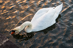 夕焼け白鳥,白鳥,鳥,野鳥,とり,優雅,池,泳ぐ,水面,渡り鳥,カモ科,水鳥,湖,夕日,夕焼け