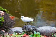 白鷺,しらさぎ,シラサギ,ダイサギ,チュウサギ,コサギ,はくろ,鳥,野鳥,とり,優雅,池,浅瀬,渡り鳥,サギ科,水鳥