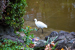 白鷺,しらさぎ,シラサギ,ダイサギ,チュウサギ,コサギ,はくろ,鳥,野鳥,とり,優雅,池,浅瀬,渡り鳥,サギ科,水鳥