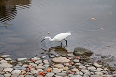 白鷺,しらさぎ,シラサギ,ダイサギ,チュウサギ,コサギ,はくろ,鳥,野鳥,とり,優雅,池,浅瀬,渡り鳥,サギ科,水鳥,獲物,狙う