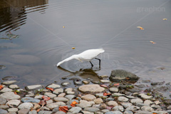 白鷺,しらさぎ,シラサギ,ダイサギ,チュウサギ,コサギ,はくろ,鳥,野鳥,とり,優雅,池,浅瀬,渡り鳥,サギ科,水鳥,獲物,突く,首