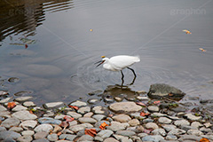 白鷺,しらさぎ,シラサギ,ダイサギ,チュウサギ,コサギ,はくろ,鳥,野鳥,とり,優雅,池,浅瀬,渡り鳥,サギ科,水鳥,獲物,逃す