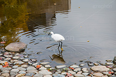 白鷺,しらさぎ,シラサギ,ダイサギ,チュウサギ,コサギ,はくろ,鳥,野鳥,とり,優雅,池,浅瀬,渡り鳥,サギ科,水鳥