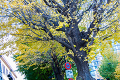 永田町の紅葉,紅葉,秋,銀杏,イチョウ,いちょう,並木,国会議事堂,国会,中枢,国,国家,日本,japan,政治,政治家,議員,議会,霞が関,politics,government,政権,権力,選挙,参議院,衆議院,永田町