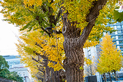 永田町の紅葉,紅葉,秋,銀杏,イチョウ,いちょう,並木,国会議事堂,国会,中枢,国,国家,日本,japan,政治,政治家,議員,議会,霞が関,politics,government,政権,権力,選挙,参議院,衆議院,永田町