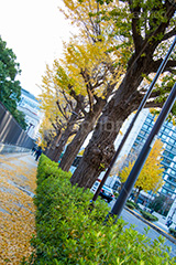 永田町の紅葉,紅葉,秋,銀杏,イチョウ,いちょう,並木,国会議事堂,国会,中枢,国,国家,日本,japan,政治,政治家,議員,議会,霞が関,politics,government,政権,権力,選挙,参議院,衆議院,永田町