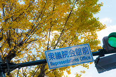 国会議事堂前の紅葉,紅葉,秋,銀杏,イチョウ,いちょう,並木,国会議事堂,国会,中枢,国,国家,日本,japan,政治,政治家,議員,議会,霞が関,politics,government,政権,権力,選挙,デモ,シンボル,symbol,帝国,参議院,衆議院,永田町,正面