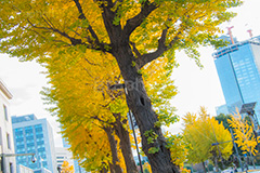 永田町の紅葉,紅葉,秋,銀杏,イチョウ,いちょう,並木,国会議事堂,国会,中枢,国,国家,日本,japan,政治,政治家,議員,議会,霞が関,politics,government,政権,権力,選挙,参議院,衆議院,永田町