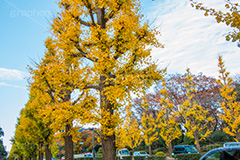 永田町の紅葉,紅葉,秋,銀杏,イチョウ,いちょう,並木,国会議事堂,国会,中枢,国,国家,日本,japan,政治,政治家,議員,議会,霞が関,politics,government,政権,権力,選挙,参議院,衆議院,永田町