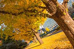 国会議事堂前の紅葉,紅葉,秋,銀杏,イチョウ,いちょう,並木,国会議事堂,国会,中枢,国,国家,日本,japan,政治,政治家,議員,議会,霞が関,politics,government,政権,権力,選挙,デモ,シンボル,symbol,帝国,参議院,衆議院,永田町,正面
