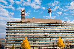 警視庁本部庁舎前の紅葉,紅葉,秋,イチョウ,いちょう,銀杏,警視庁本部庁舎,警視庁,警察,霞が関,虎の門,虎ノ門,国家,機関,庁舎,交差点,国,組織,japan,police