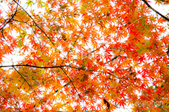 赤、黄、緑が綺麗なもみじ,グラデーション,もみじ,真っ赤,色づく,紅葉,自然,植物,木々,秋,赤,季語,草木,japan,autumn,gradation