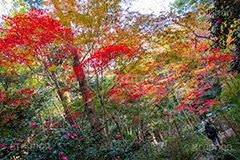 等々力渓谷の紅葉,紅葉,秋,もみじ,モミジ,かえで,等々力渓谷,等々力,渓谷,世田谷区,世田谷,名勝,大自然,涼,マイナスイオン,谷沢川,スポット,さんぽ,散歩,木々,避暑地,季語
