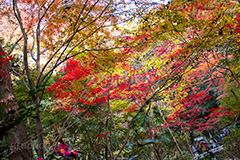 等々力渓谷の紅葉,紅葉,秋,もみじ,モミジ,かえで,等々力渓谷,等々力,渓谷,世田谷区,世田谷,名勝,大自然,涼,マイナスイオン,谷沢川,スポット,さんぽ,散歩,木々,避暑地,季語