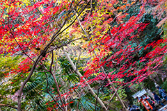 等々力渓谷の紅葉,紅葉,秋,もみじ,モミジ,かえで,等々力渓谷,等々力,渓谷,世田谷区,世田谷,名勝,大自然,涼,マイナスイオン,谷沢川,スポット,さんぽ,散歩,木々,避暑地,季語