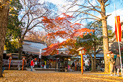 等々力不動尊の紅葉,紅葉,秋,もみじ,モミジ,かえで,落葉,いちょう,銀杏,イチョウ,等々力不動尊,不動尊,不動堂,行者,利益,交通安全,巡礼,学業成就,等々力渓谷,等々力,渓谷,世田谷区,世田谷,谷沢川,季語