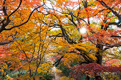等々力不動尊の紅葉,紅葉,秋,もみじ,モミジ,かえで,等々力不動尊,不動尊,不動堂,行者,利益,交通安全,巡礼,学業成就,等々力渓谷,等々力,渓谷,世田谷区,世田谷,谷沢川,季語
