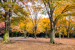 駒沢公園の紅葉,駒沢公園,世田谷区,目黒区,公園,落ち葉,紅葉,自然,植物,木々,秋,黄色,季語,japan,autumn,駒沢オリンピック公園,総合運動場