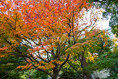 日比谷公園の紅葉,日比谷公園,千代田区,日比谷,公園,紅葉,落ち葉,秋,もみじ,モミジ,いちょう,イチョウ,銀杏,都立公園,霞が関,有楽町,紅葉狩り,季語,japan,autumn