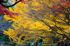 日比谷公園の紅葉,日比谷公園,千代田区,日比谷,公園,紅葉,落ち葉,秋,もみじ,モミジ,いちょう,イチョウ,銀杏,都立公園,霞が関,有楽町,紅葉狩り,季語,japan,autumn