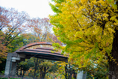 日比谷公園の紅葉,日比谷公園,千代田区,日比谷,公園,紅葉,落ち葉,秋,もみじ,モミジ,いちょう,イチョウ,銀杏,都立公園,霞が関,有楽町,紅葉狩り,季語,野外ステージ,ステージ,コンサート,ライブ,ライヴ,japan,autumn