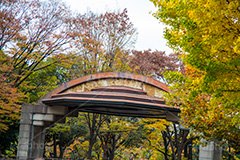 日比谷公園の紅葉,日比谷公園,千代田区,日比谷,公園,紅葉,落ち葉,秋,もみじ,モミジ,いちょう,イチョウ,銀杏,都立公園,霞が関,有楽町,紅葉狩り,季語,野外ステージ,ステージ,コンサート,ライブ,ライヴ,japan,autumn