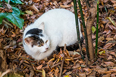 落ち葉の上でくつろぐ猫,落ち葉,落葉,くつろぐ,野良猫,のら,野良,ねこ,猫,ネコ,秋,枯葉,枯れ葉,木の葉,cat