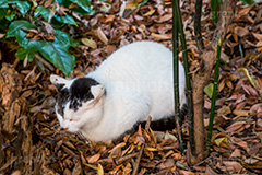 落ち葉の上でくつろぐ猫,落ち葉,落葉,くつろぐ,野良猫,のら,野良,ねこ,猫,ネコ,秋,枯葉,枯れ葉,木の葉,cat
