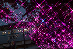 高円寺イルミネーション,イルミネーション,イルミ,illumination,pink,電飾,電球,発光ダイオード,LED,冬,キラキラ,綺麗,きれい,キレイ,煌,輝,都内,クリスマス,高円寺,杉並区,駅前,南口広場,広場,ピンク,クロスフィルタ
