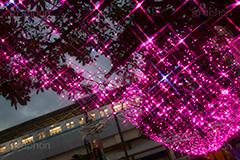 高円寺イルミネーション,イルミネーション,イルミ,illumination,pink,電飾,電球,発光ダイオード,LED,冬,キラキラ,綺麗,きれい,キレイ,煌,輝,都内,クリスマス,高円寺,杉並区,駅前,南口広場,広場,ピンク,クロスフィルタ