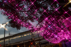 高円寺イルミネーション,イルミネーション,イルミ,illumination,pink,電飾,電球,発光ダイオード,LED,冬,キラキラ,綺麗,きれい,キレイ,煌,輝,都内,クリスマス,高円寺,杉並区,駅前,南口広場,広場,ピンク,クロスフィルタ