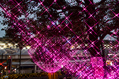 高円寺イルミネーション,イルミネーション,イルミ,illumination,pink,電飾,電球,発光ダイオード,LED,冬,キラキラ,綺麗,きれい,キレイ,煌,輝,都内,クリスマス,高円寺,杉並区,駅前,南口広場,広場,ピンク,クロスフィルタ