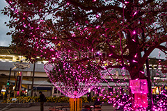 高円寺イルミネーション,イルミネーション,イルミ,illumination,pink,電飾,電球,発光ダイオード,LED,冬,キラキラ,綺麗,きれい,キレイ,煌,輝,都内,クリスマス,高円寺,杉並区,駅前,南口広場,広場,ピンク