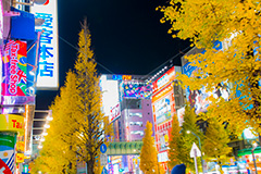 秋葉原のイチョウ並木と夜景,秋葉原,あきば,アキバ,千代田区,電気街,ゲーム,カルチャー,サブカル,文化,おたく,オタク,夜景,紅葉,いちょう,銀杏,イチョウ,並木,ネオン,夜,看板,広告,japan,akiba,neon,game,culture