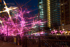 みんなのイルミネーション,目黒川,品川,イルミネーション,イルミ,illumination,pink,桜,さくら,ピンク,電飾,電球,発光ダイオード,LED,冬,キラキラ,綺麗,きれい,キレイ,煌,輝,品川区,駅前,大崎,五反田,クロスフィルタ
